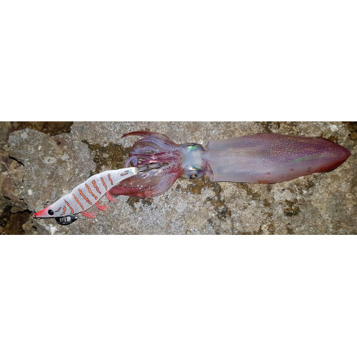 Калмарета DTD Gamberino