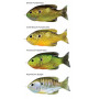 Воблер Live Target Sunfish Topwater