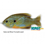 Воблер Live Target Sunfish Topwater