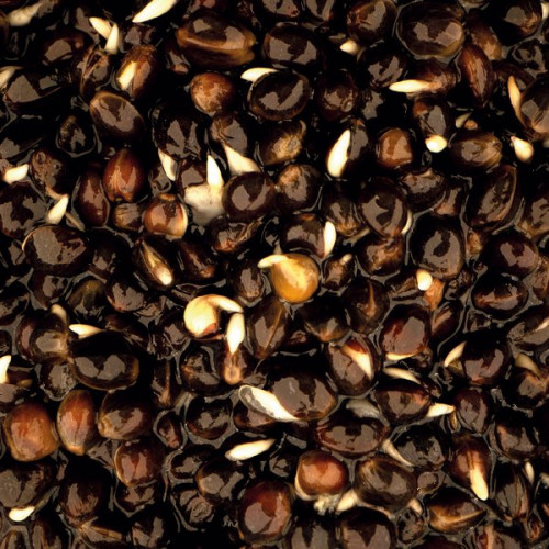 Коноп Nash Oily Hemp